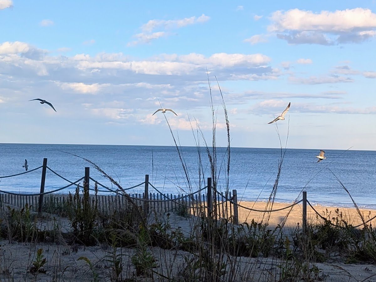 Obie's By the Sea restaurant photo
